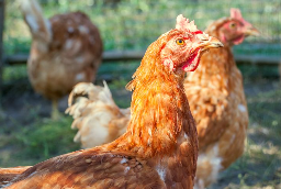 �й���̬��ֳ��ҵ