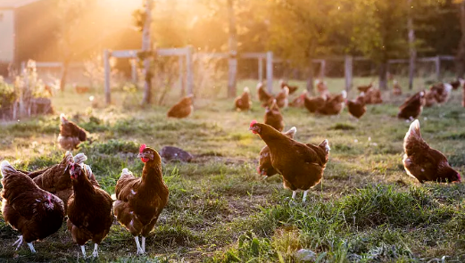 ������̬��ֳ