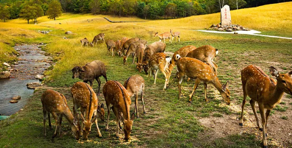 ������ֳ