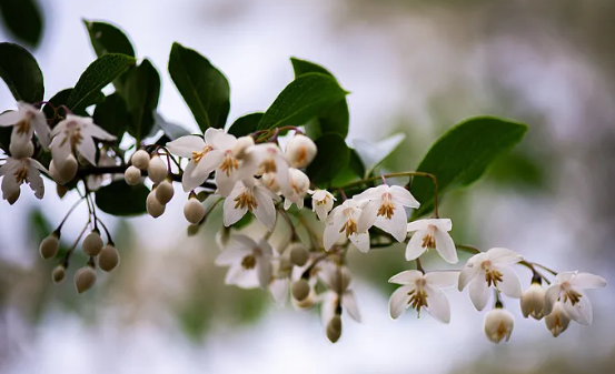 �й�С����