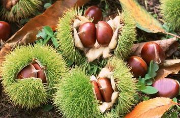 �Ƶ���ɫũ��Ʒ